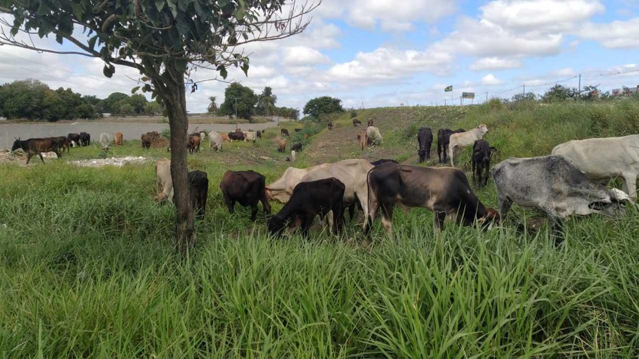 Quantidade de animais soltos em rodovias do extremo sul da Bahia exigem cautela na direção