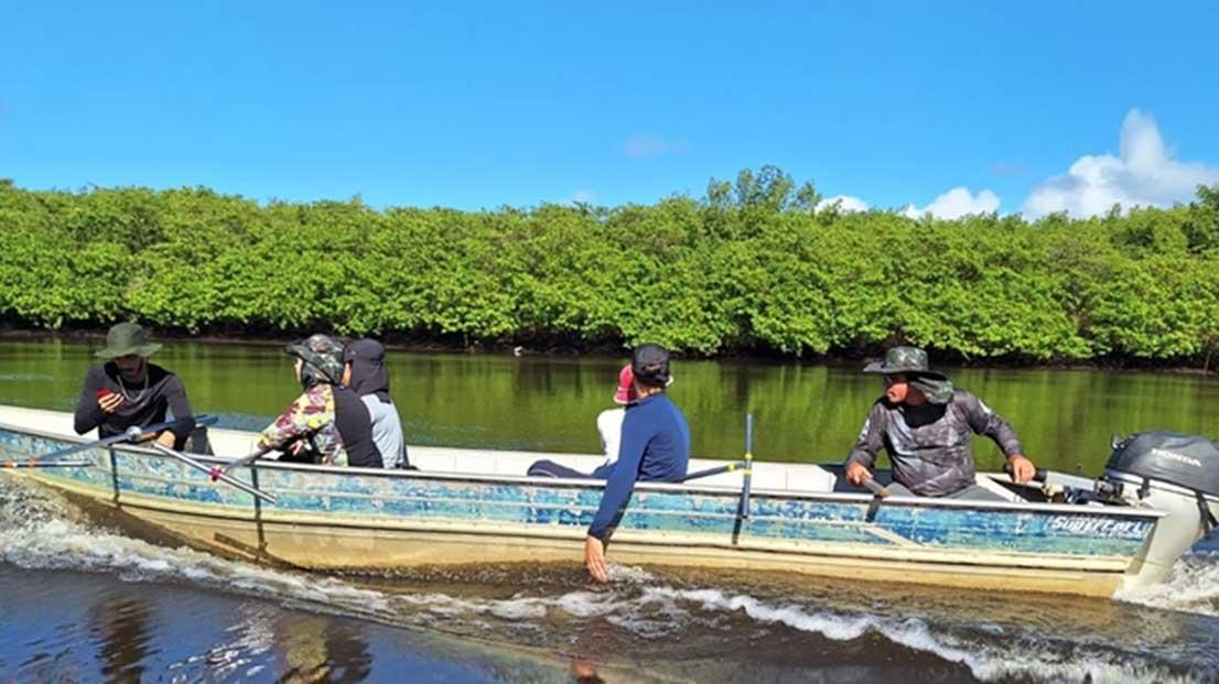 Bahia vai ter quatro áreas de manguezais e restingas recuperadas; veja onde