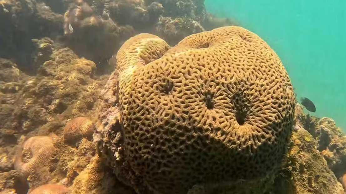 Porto Seguro: Veja imagens inéditas de imenso banco de corais descoberto por cientistas