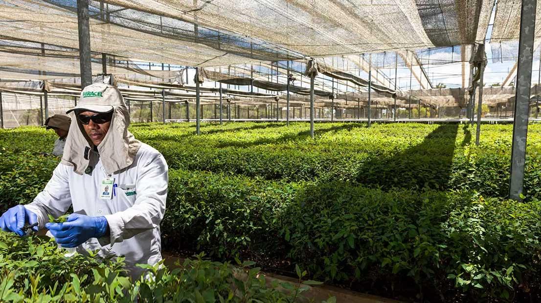 Veracel Celulose divulga edital para contratação de Viveirista Florestal