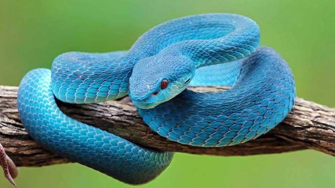 Cobra azul resgatada em Eunápolis recebe nome em homenagem a Rita Lee