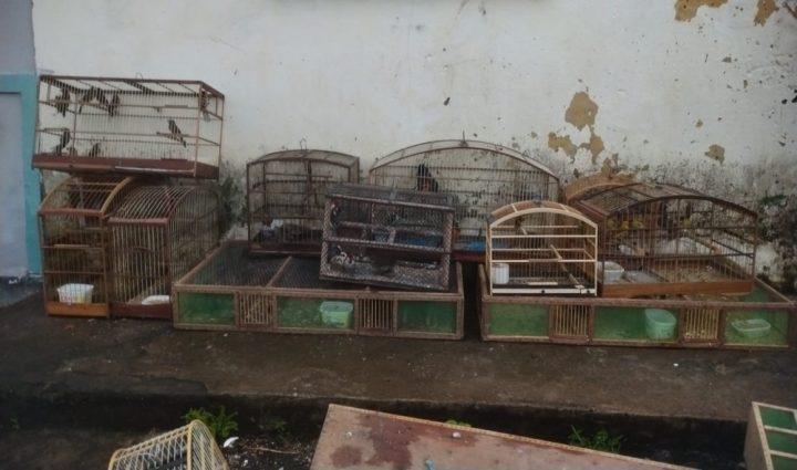 Polícia Militar resgata 700 aves silvestres de cativeiro clandestino no sul Bahia
