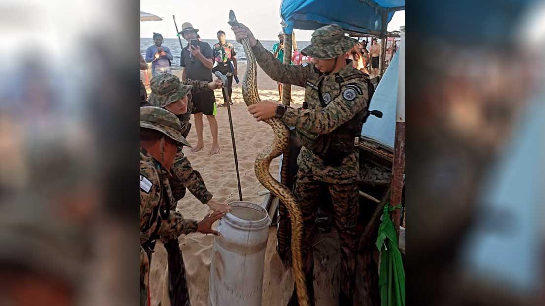 Cobra Sucuri é resgatada na Orla Norte de Porto Seguro