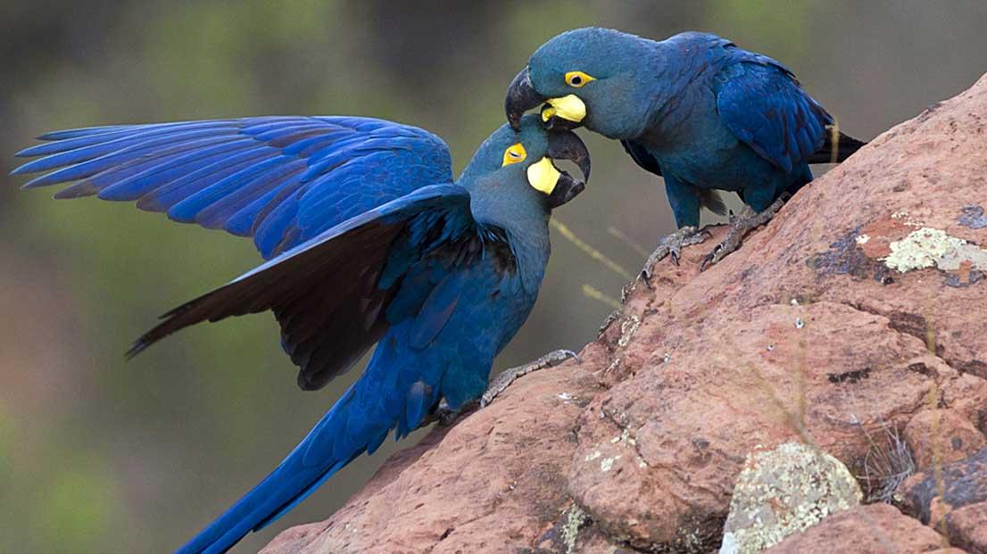 Ameaçada de extinção, arara-azul-de-lear vira símbolo do turismo de observação de aves da Bahia