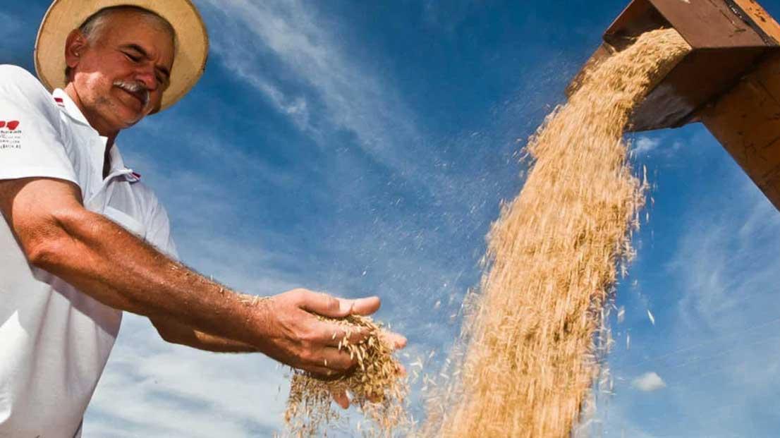 Governo define parâmetros para importação de arroz: para consumidor, preço final do quilo será de R$ 4,00