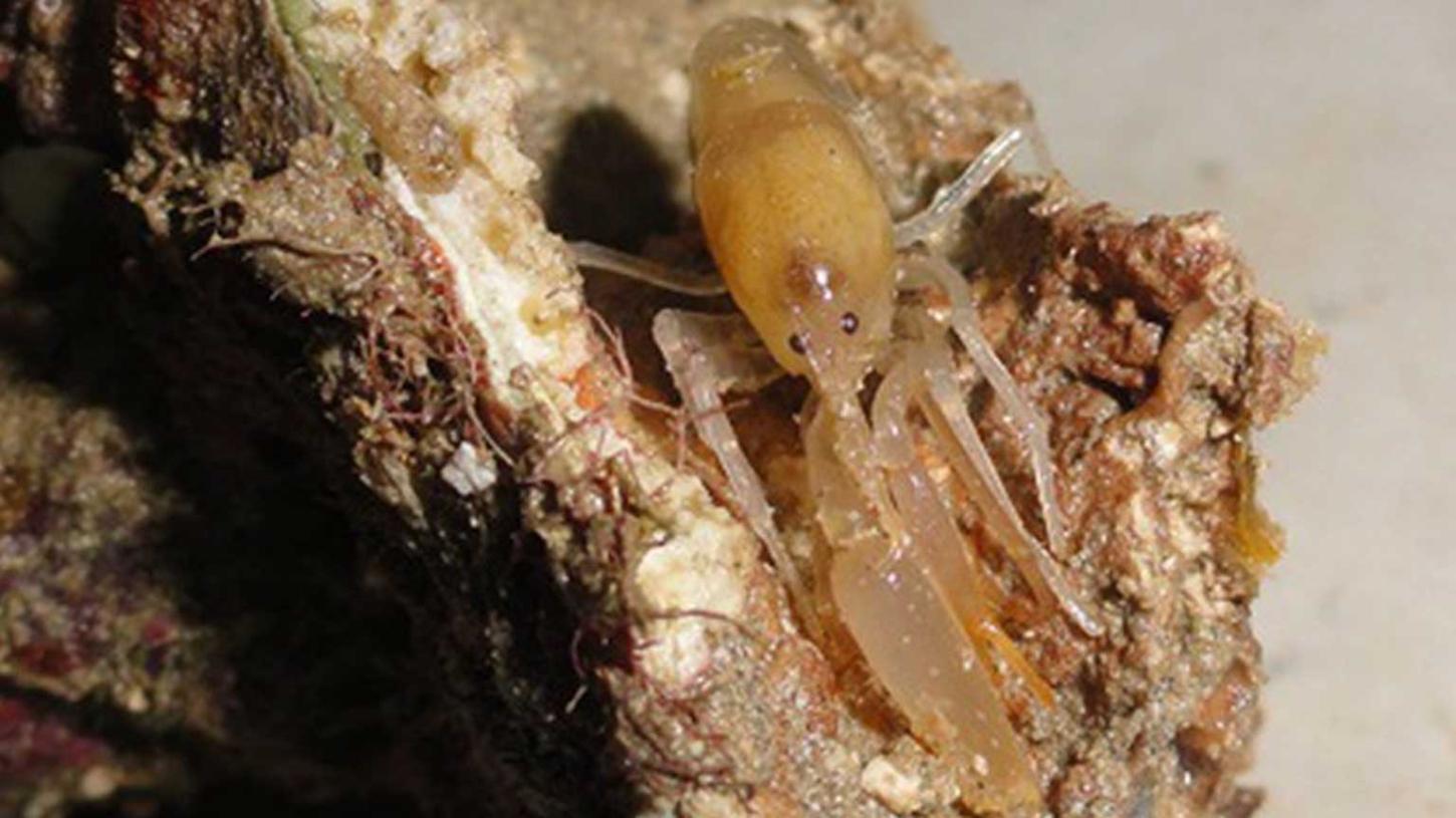 Nova espécie de camarão é descoberta por pesquisadores da UFPE em Santa Cruz Cabrália