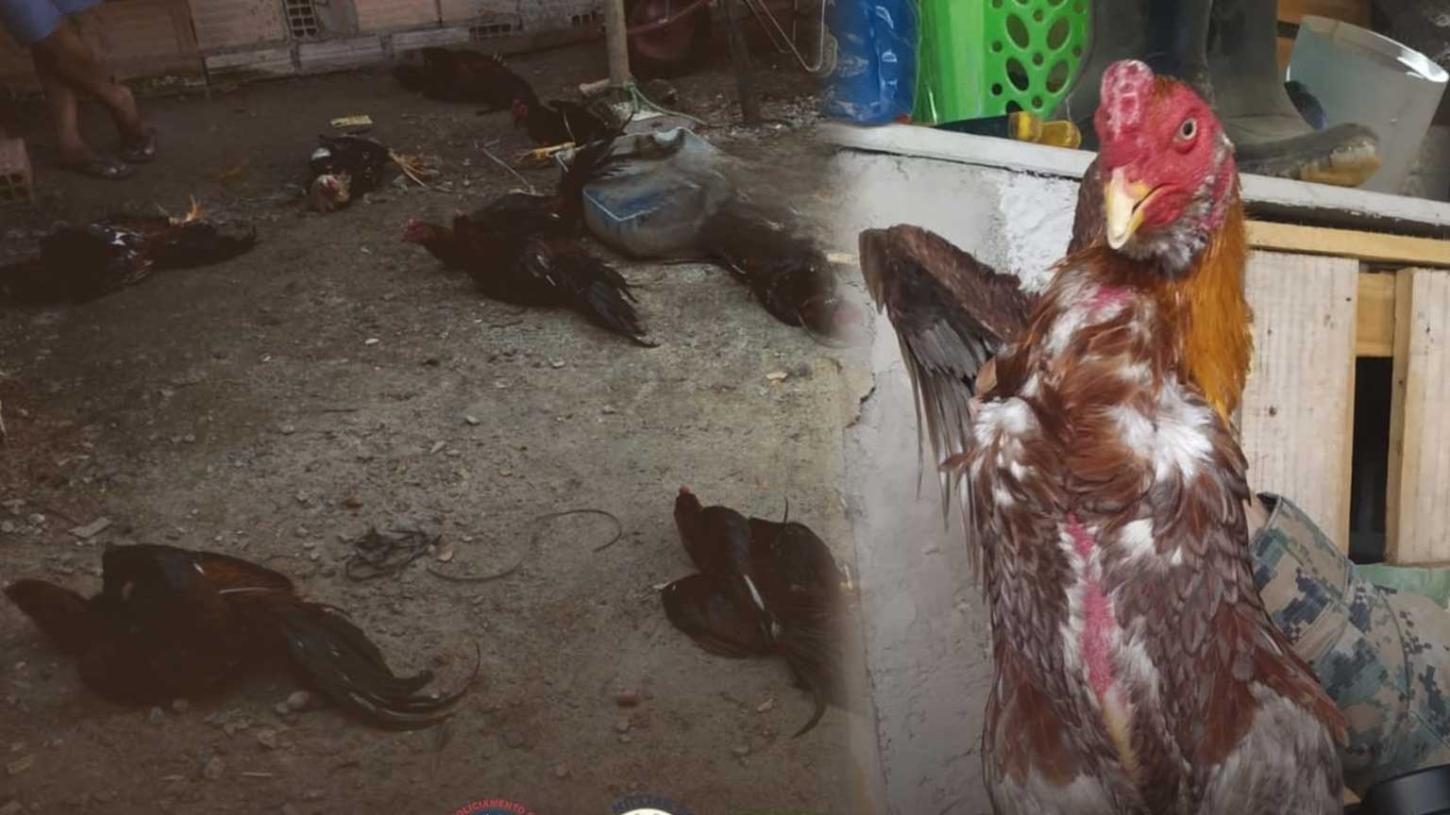 Galos de briga são resgatados em operação de fiscalização ambiental em Porto Seguro