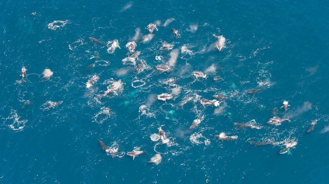 Quase 900 baleias são avistadas na rota de celulose entre Bahia e Espírito Santo nos primeiros meses da temporada reprodutiva de 2024