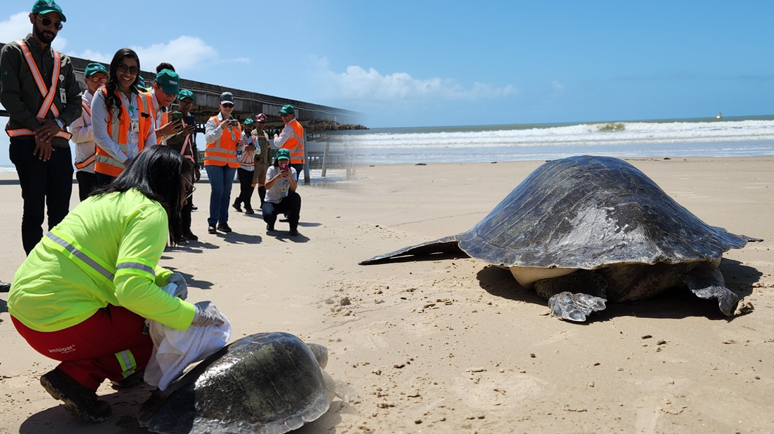 Centro de Reabilitação de Tartarugas Marinhas da Veracel realizou nova soltura de tartaruga marinha