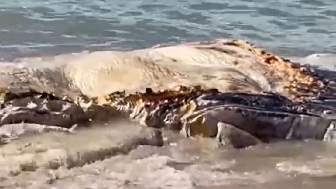 Baleia-jubarte em decomposição é encontrada na Praia do Apaga-Fogo em Arraial d’Ajuda