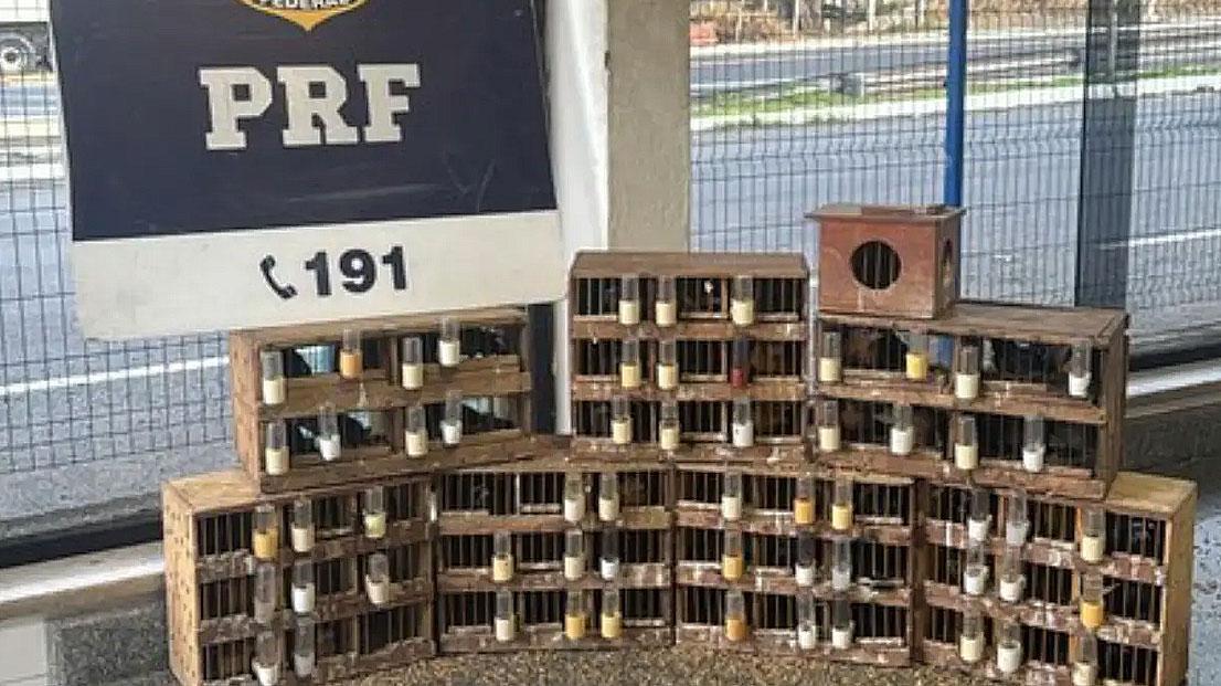 PRF resgata 76 aves silvestres que seriam entregues em Itabela; confira