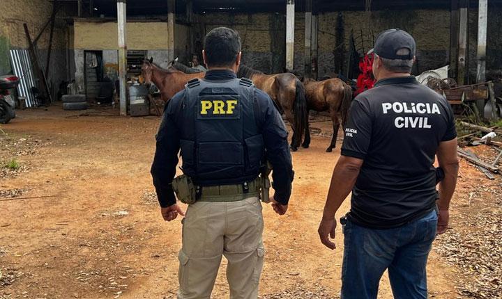 PRF, Polícia Civil e Polícia Militar atuam na retirada de animais das estradas no Extremo Sul da Bahia; Veja