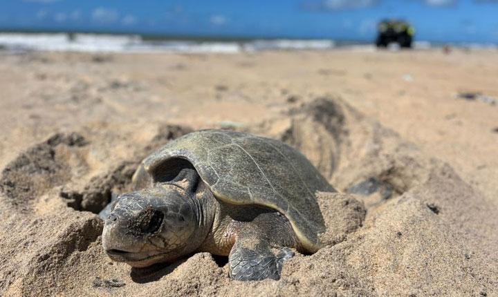 Primeira desova de tartaruga-marinha marca o início da temporada reprodutiva nas praias do Extremo Sul da Bahia