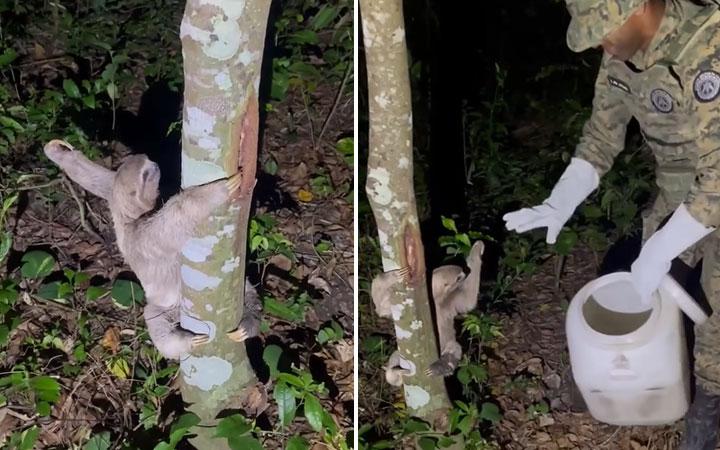 CIPPA de Porto Seguro resgata bicho-preguiça em Santa Cruz Cabrália; Veja vídeo