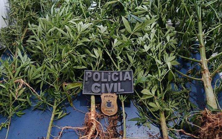 Operação na zona rural de Guaratinga resulta na destruição de plantações de maconha; Veja