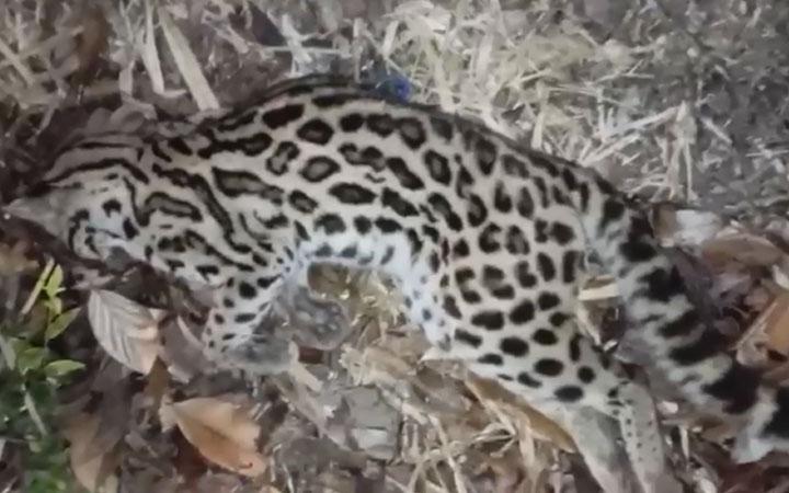  Jaguatirica morre atropelada na ladeira do bairro Mundaí em Porto Seguro; Veja as imagens