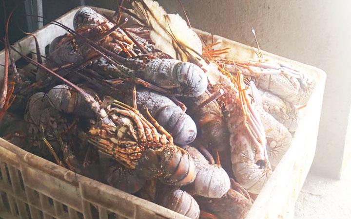 A Policiais da CIPPA apreendem 75kg de lagostas durante fiscalização em Santa Cruz Cabrália; Veja