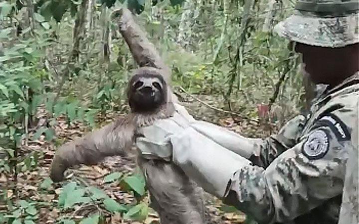 CIPPA resgata bicho-preguiça no IFBA de Porto Seguro e devolve ao habitat natural; Veja