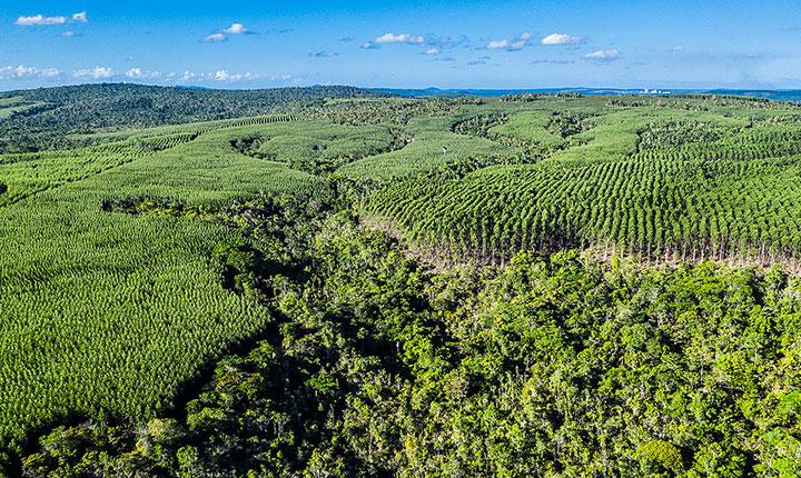 BNDES aprova R$ 200 milhões para plantio e manejo de eucalipto da Veracel Celulose no Sul e Extremo Sul da Bahia.