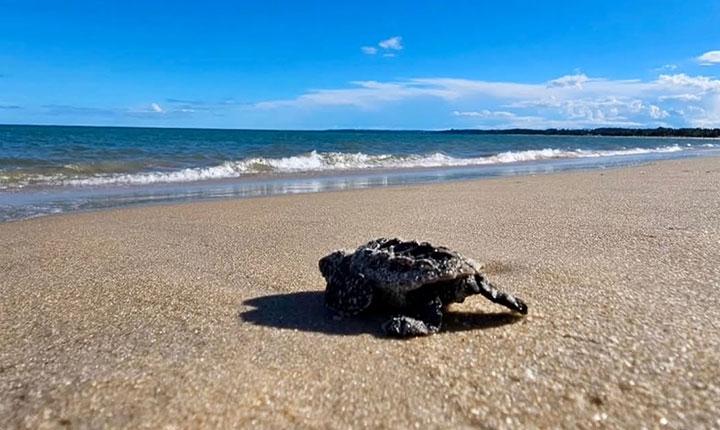 Porto Seguro registra nascimento de 113 tartarugas marinhas na Orla Norte; Veja vídeo