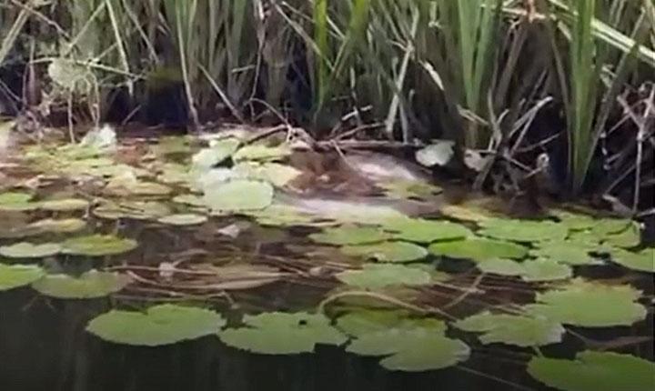 Sucuri de grande porte é vista no Rio da Barra, entre Trancoso e Arraial d’Ajuda; Veja vídeo