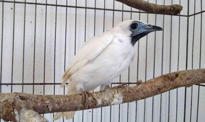 Araponga ameaçada extinção é resgatada após denúncia de criação irregular em Guaratinga; Veja