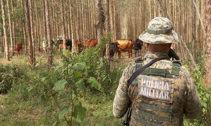 CIPPA Flagra danos ambientais na zona rural de Guaratinga após denúncia