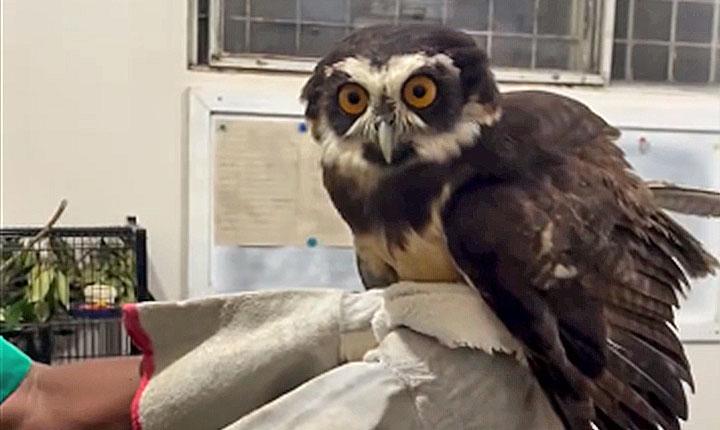 Coruja ferida é resgatada pela CIPPA no Centro de Porto Seguro; Veja vídeo