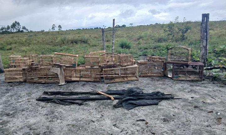 Polícia militar resgata dezenas de pássaros após denúncia de maus-tratos em Belmonte