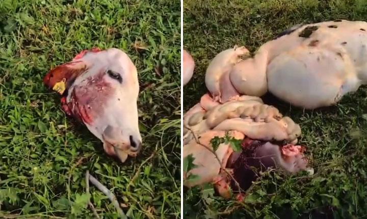 Roubo de gado preocupa produtores após nova invasão em fazenda de Guaratinga; Veja vídeo