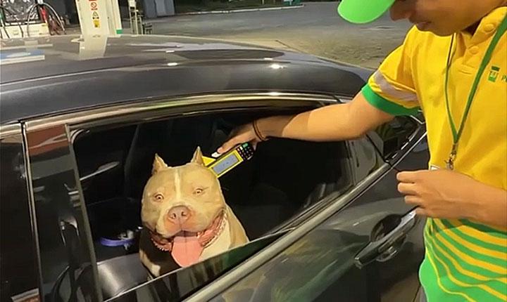 Pit Monster viraliza ao fazer pagamento por aproximação em posto combustíveis em Arraial d'Ajuda; Veja vídeo 