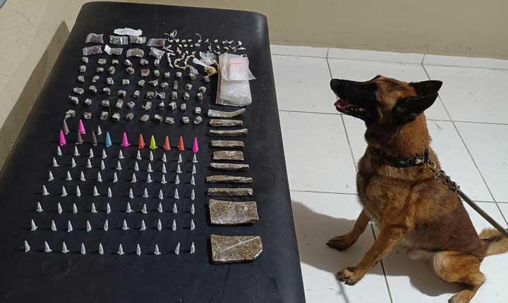 Polícia Militar apreende grande quantidade de drogas com apoio de cão farejador em Coroa Vermelha