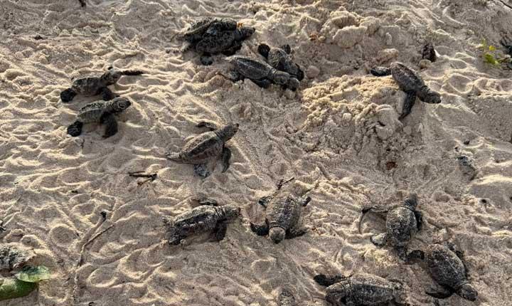 Mais de 100 filhotes de tartaruga-de-pente seguem rumo ao mar em Trancoso Veja vídeos