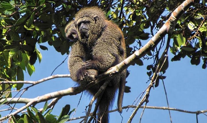 Macaco ameaçado de extinção é monitorado em área de Mata Atlântica entre Porto Seguro e Cabrália