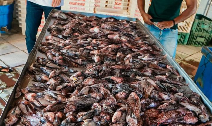 Prefeitura paga R$ 10 por cada peixe de espécie invasora retirado do mar em Porto Seguro