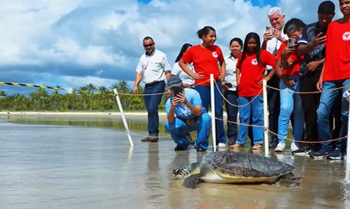 Tartaruga-verde é devolvida ao mar após quatro meses de reabilitação em Belmonte