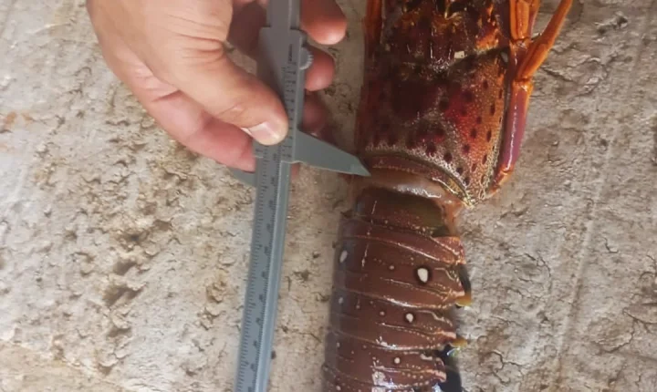 A Policiais da CIPPA apreendem 75kg de lagostas durante fiscalização em Santa Cruz Cabrália; Veja