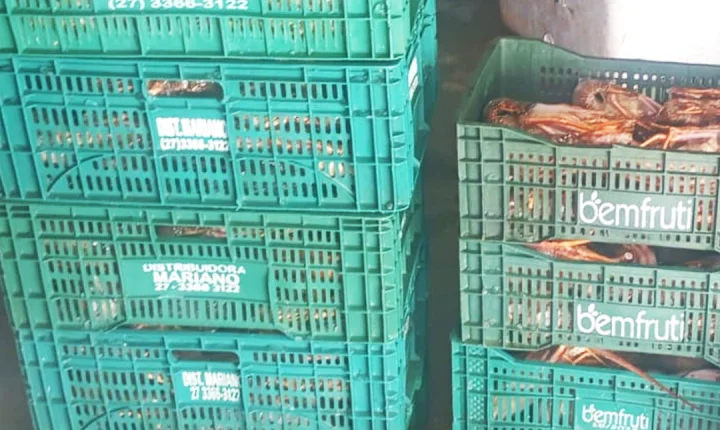 A Policiais da CIPPA apreendem 75kg de lagostas durante fiscalização em Santa Cruz Cabrália; Veja