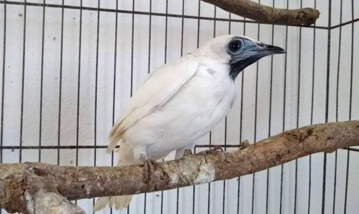 Araponga ameaçada extinção é resgatada após denúncia de criação irregular em Guaratinga; Veja