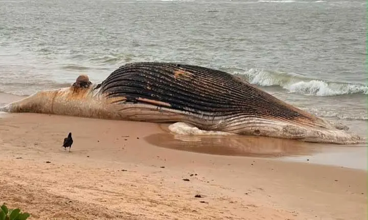 Baleia-jubarte morta encalha na Praia dos Pescadores, em Arraial d’Ajuda