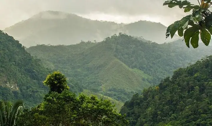 BNDES aprova R$ 87,2 milhões para restaurar Mata Atlântica na Bahia;  As áreas contempladas estão em Belmonte, Eunápolis, Guaratinga, Itagimirim, Itapebi, Mascote, Potiraguá e Santa Luzia