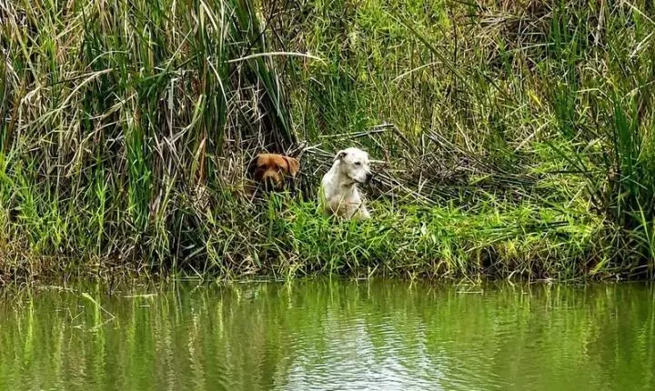 Cães que fugiram durante a madrugada em Eunápolis são localizados ilhados em lagoa e resgatados; Veja
