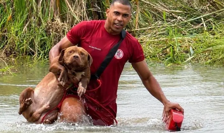 Cães que fugiram durante a madrugada em Eunápolis são localizados ilhados em lagoa e resgatados; Veja