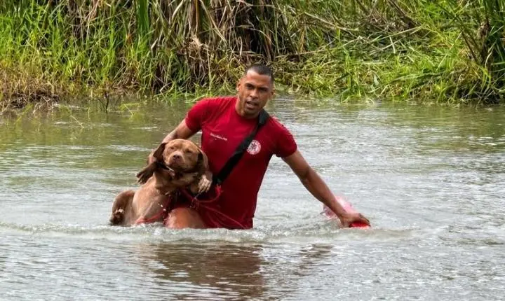 Cães que fugiram durante a madrugada em Eunápolis são localizados ilhados em lagoa e resgatados; Veja