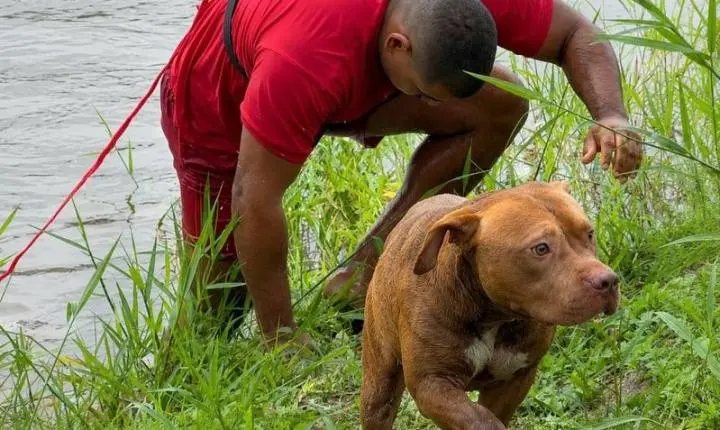 Cães que fugiram durante a madrugada em Eunápolis são localizados ilhados em lagoa e resgatados; Veja