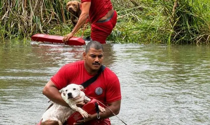Cães que fugiram durante a madrugada em Eunápolis são localizados ilhados em lagoa e resgatados; Veja
