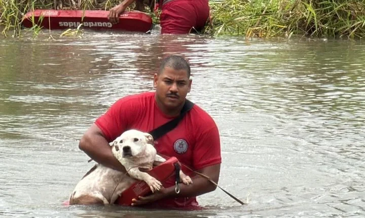 Cães que fugiram durante a madrugada em Eunápolis são localizados ilhados em lagoa e resgatados; Veja