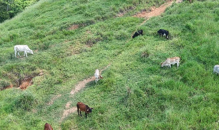 CIPPA Flagra danos ambientais na zona rural de Guaratinga após denúncia