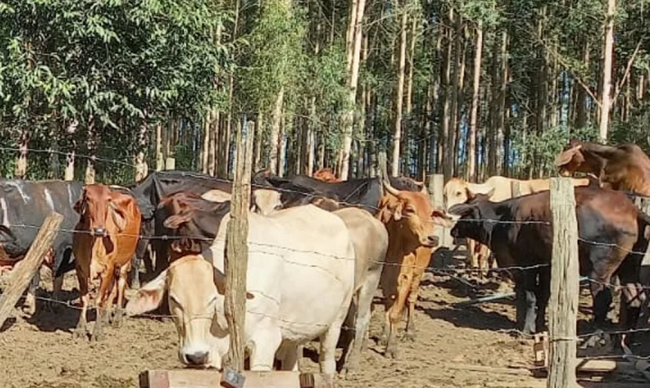CIPPA Flagra danos ambientais na zona rural de Guaratinga após denúncia