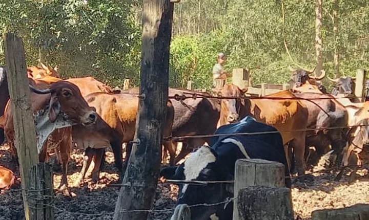 CIPPA Flagra danos ambientais na zona rural de Guaratinga após denúncia